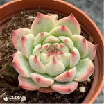 Echeveria Chihuahuaensis - Image 3