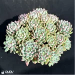 Sedum Blue Elf Clustering - Image 3
