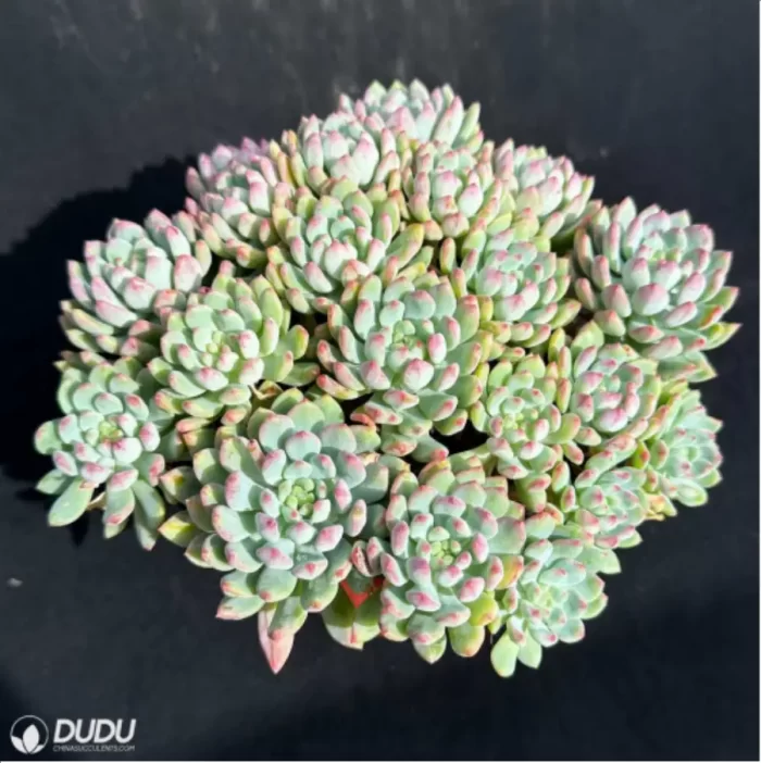 Sedum Blue Elf Clustering - Image 3