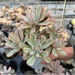Echeveria Hoveyi variegate Clustering - Image 3