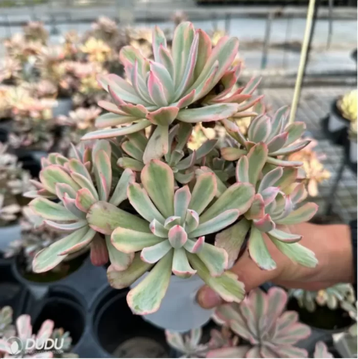 Echeveria Hoveyi variegate Clustering - Image 3