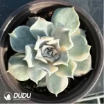 Echeveria lilacina Kimnach & Moran Variegated - Image 3