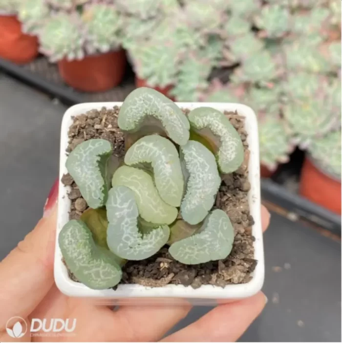 Haworthia Floating algae - Image 3