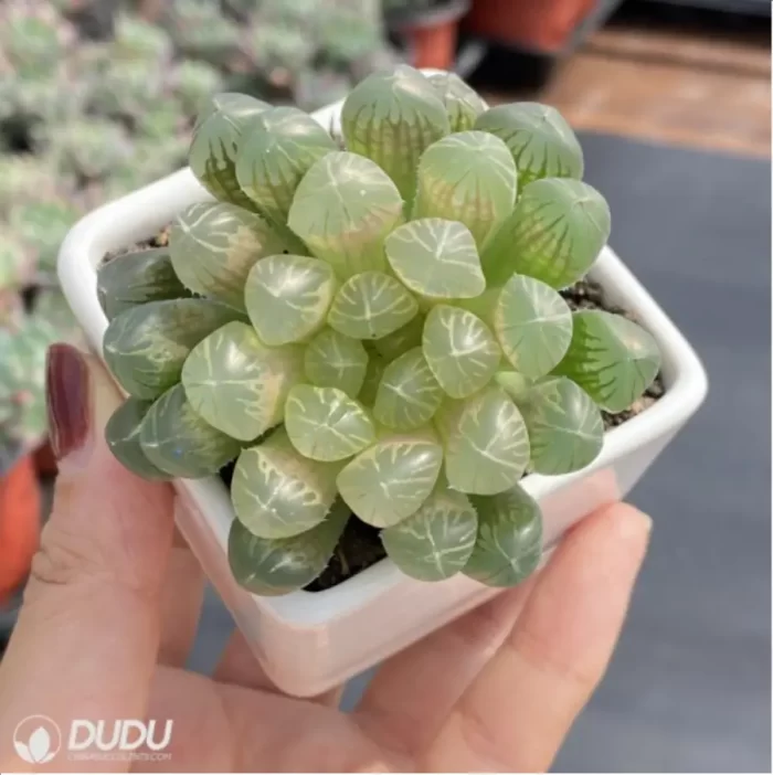 Haworthia Amber - Image 3