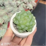 Haworthia Glacier - Image 3