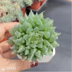 Haworthia Black Bear Diana - Image 3