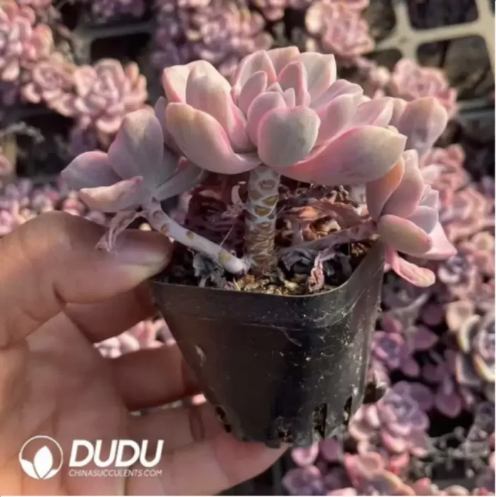 Graptoveria Mrs Richards/Graptoveria Gypsy Variegated Clustering - Image 3