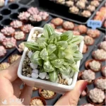 Haworthia Red House - Image 3