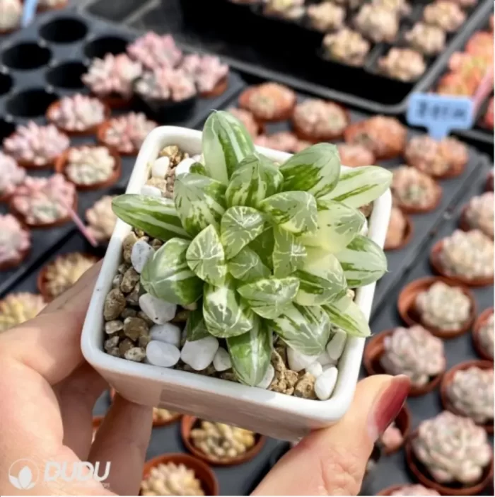 Haworthia Red House - Image 3