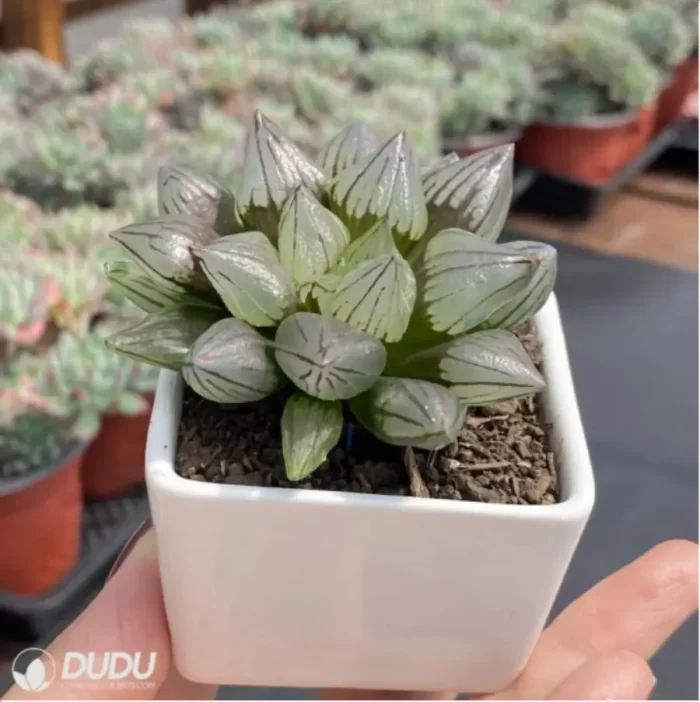 Haworthia magnifica v.atrofusca - Image 3