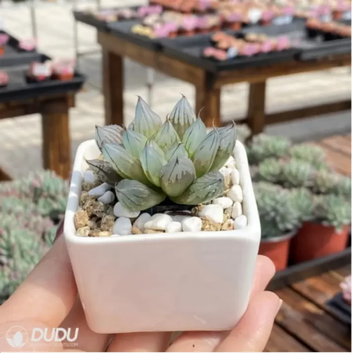 Haworthia West Asia Tsuen - Image 3