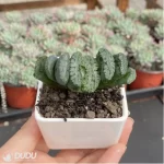 Haworthia pirate - Image 3