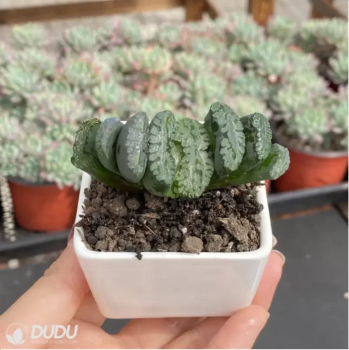 Haworthia pirate - Image 3