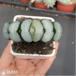 Haworthia Kwai Di - Image 3