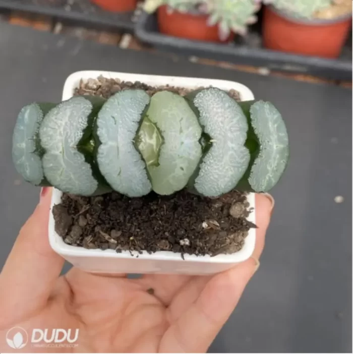 Haworthia Kwai Di - Image 3