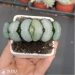 Haworthia anemone - Image 3