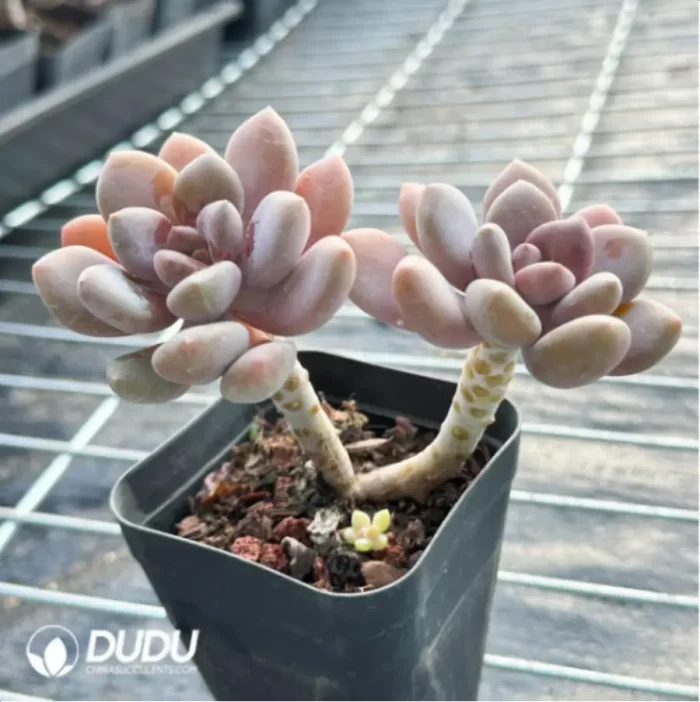 PachyphytumBeauty finger 
Double Head - Image 3