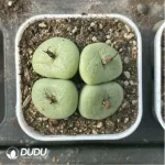 Conophytum-pancake
4 heads - Image 3