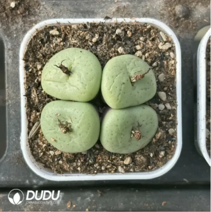 Conophytum-pancake
4 heads - Image 3