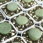 Conophytum-
Sesame cake - Image 3