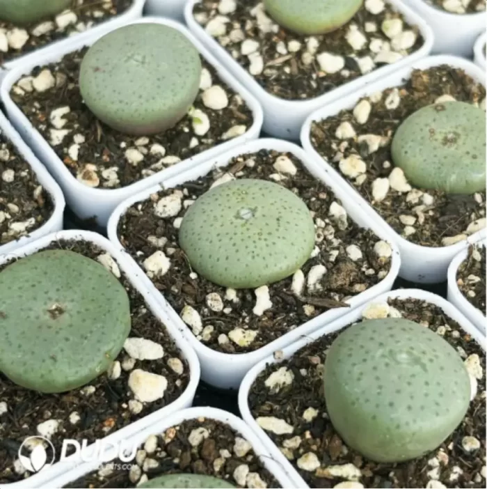 Conophytum-
Sesame cake - Image 3