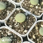 Conophytum-Sub mouth - Image 3