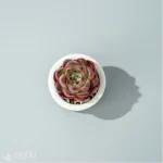 Echeveria Wildfire - Image 3