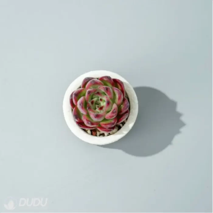 Echeveria Wildfire - Image 3