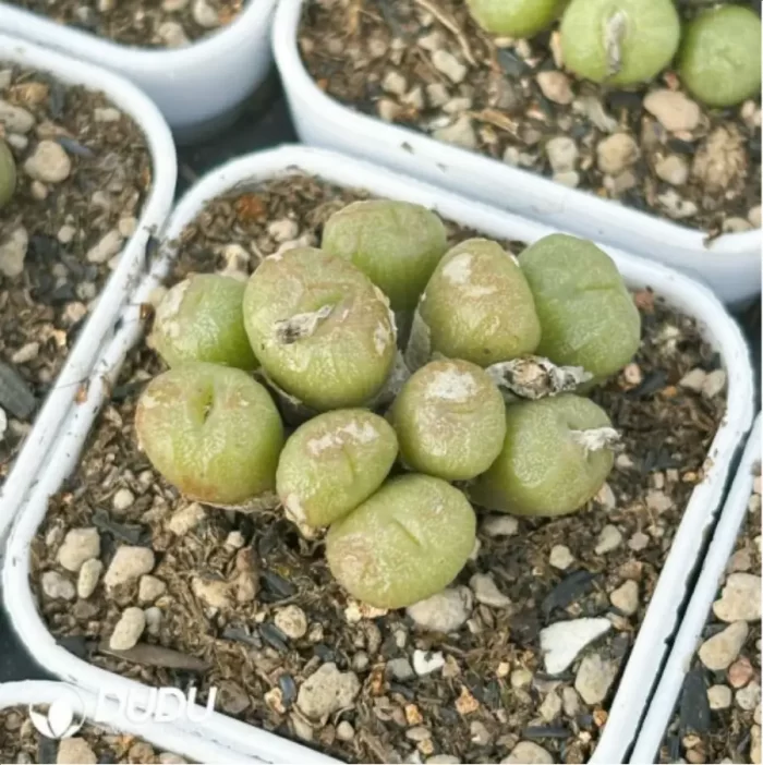Conophytum-ectypum - Image 3