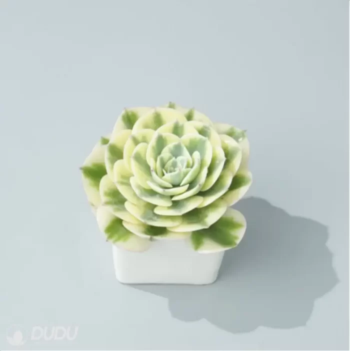 Echeveria Lenore Dean variegate - Image 3