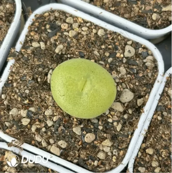 Conophytum-concavum - Image 3