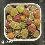 Conophytum-peento
Cut cake - Image 3