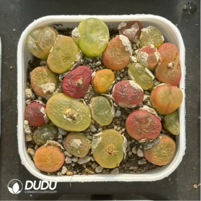 Conophytum-peento
Cut cake - Image 3