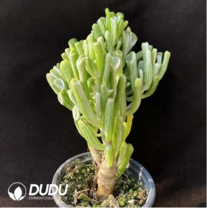 Crassula Ovata Gollum Variegated - Image 3