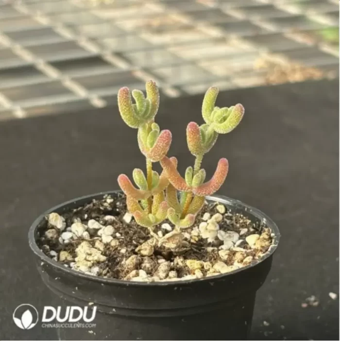 Dicrocaulon Ramulosum Ice Crystals - Image 3