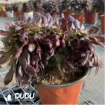 Aeonium Arboreum Velour European NO.6 - Image 3