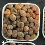 Conophytum-Honggang Ridge Cut cake - Image 3