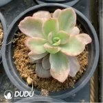 Echeveria Red Berry Variegated - Image 3