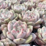 Echeveria Ariel - Image 3
