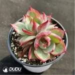 Echeveria Agavoides 'Casio'Double Head - Image 3