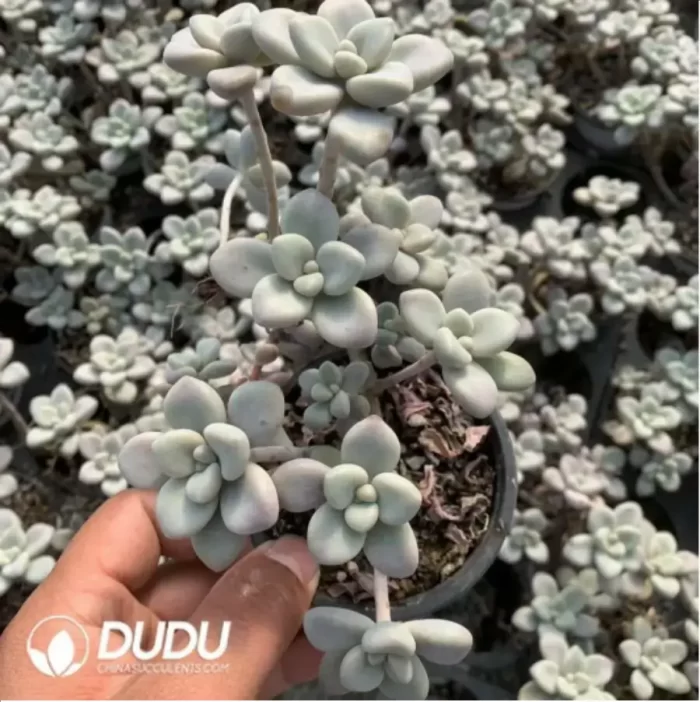 Graptopetalum Ellen variegated Clustering - Image 3