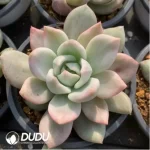 Echeveria pink champagne variegated - Image 3