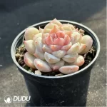Echeveria Glazed Calyx - Image 3