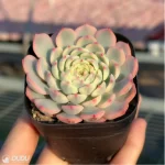 Echeveria Blue Jasmine - Image 3