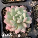 Echeveria Red Egg Varigated - Image 3