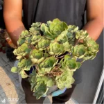 Aeonium Qingyi Variegated  Cluster - Image 3