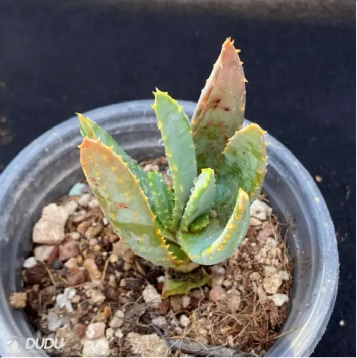Aloe dichotoma Masso - Image 3