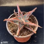 Aloe Downey Vera - Image 3