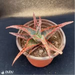 Aloe Christmas Vera - Image 3