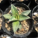 Agave Werewolf - Image 3